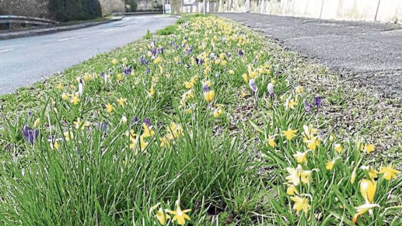 Bei Regenwetter einfach das Herz am Foto der kleinen Narzissen wärmen – gesehen an der Hirsauer Straße in Aurich. Foto: Rücker Bei Regenwetter einfach das Herz am Foto der kleinen Narzissen wärmen – gesehen an der Hirsauer Straße in Aurich. Foto: Rücker