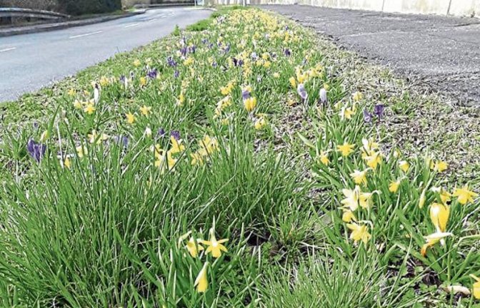 Bei Regenwetter einfach das Herz am Foto der kleinen Narzissen wärmen – gesehen an der Hirsauer Straße in Aurich. Foto: Rücker