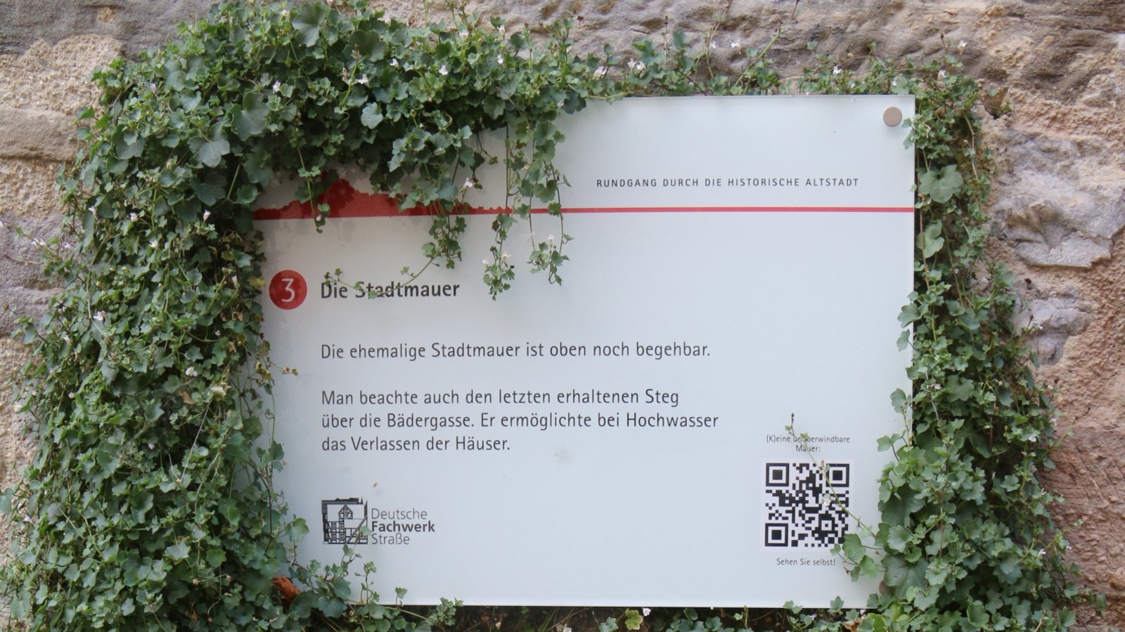 Eingerahmt von Mutter Natur: Zimbelkraut und Hinweisschild an der Stadtmauer.  sr