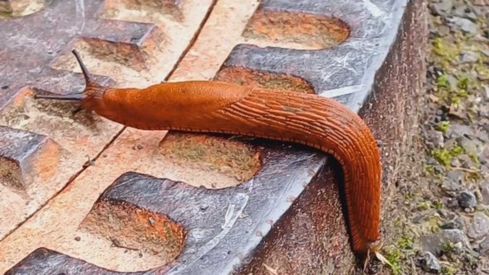 Bei Schnecken stellt auch der rechte Winkel kein Problem dar.  Foto: Rücker