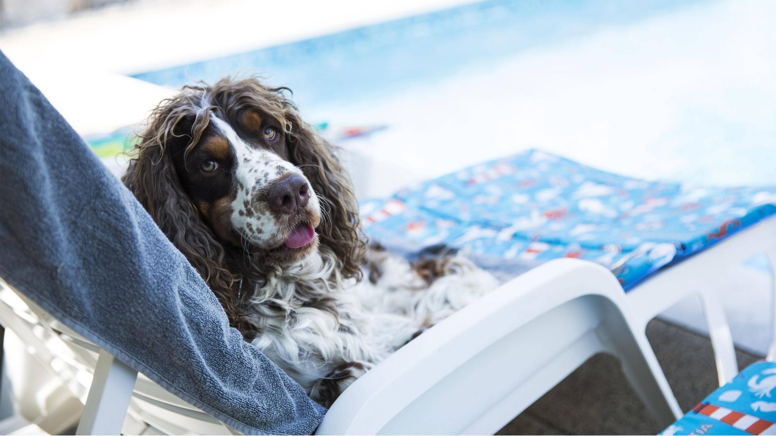 Wann Sind Die Hundstage 2024 www.vkz.de