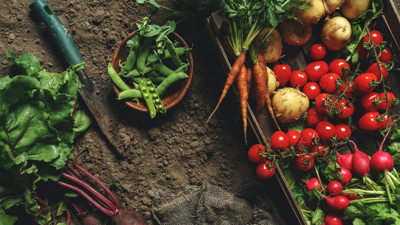 Gemüse nach der Mischkultur-Methode anbauen: Möhren, Lauch und Zwiebeln sind zum Beispiel eine gute Kombination.Foto: Adobe Stock