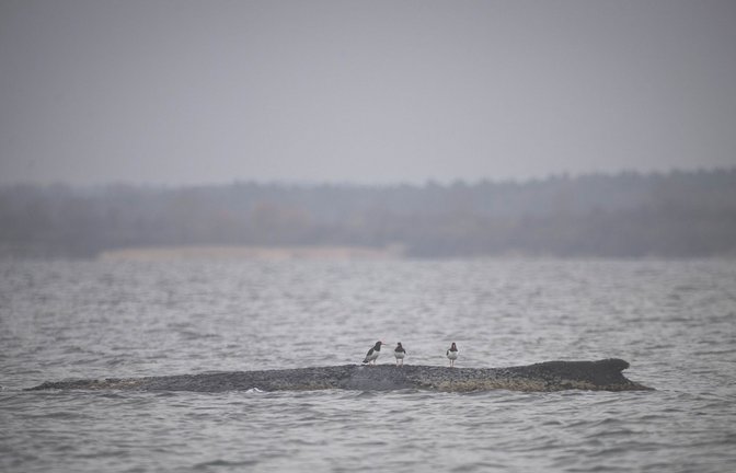 Drei Wasservögel sitzen auf dem Rücken des Wals.<span class='image-autor'>Foto: Philip Dulian/dpa/Philip Dulian</span>