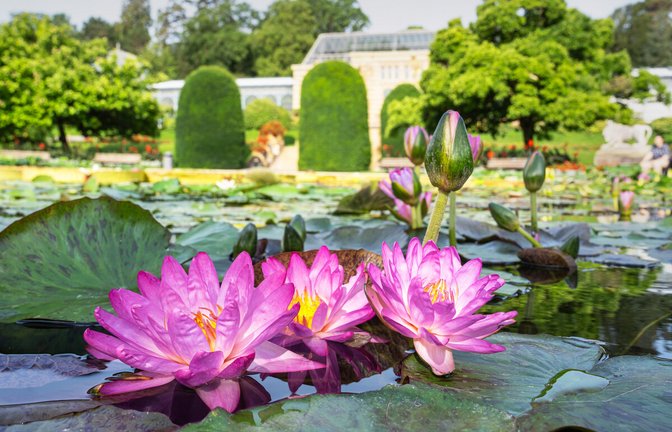 Jetzt beginnt die Hochblüte der Seerosen im Maurischen Garten.<span class='image-autor'>Foto: Wilhelma</span>