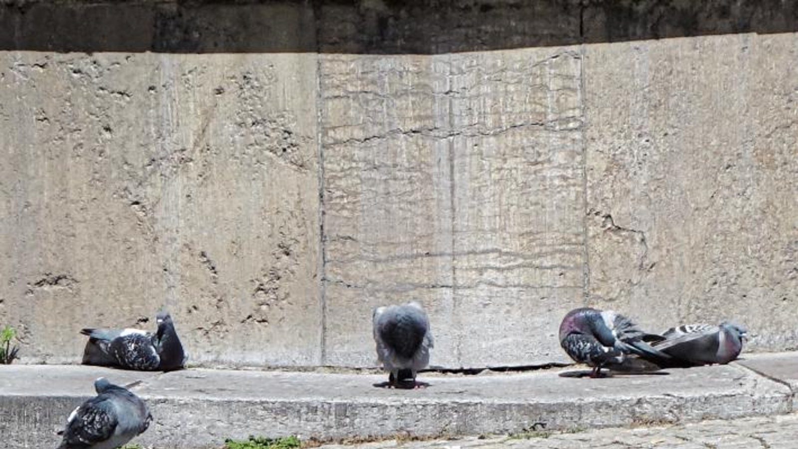 Strategie der Stadttauben: Bei Hitze hilft nur Siesta mit leichter Körperpflege am Löwenbrunnen.  Foto: Rücker