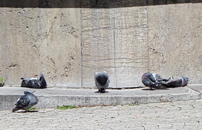 Strategie der Stadttauben: Bei Hitze hilft nur Siesta mit leichter Körperpflege am Löwenbrunnen.  Foto: Rücker