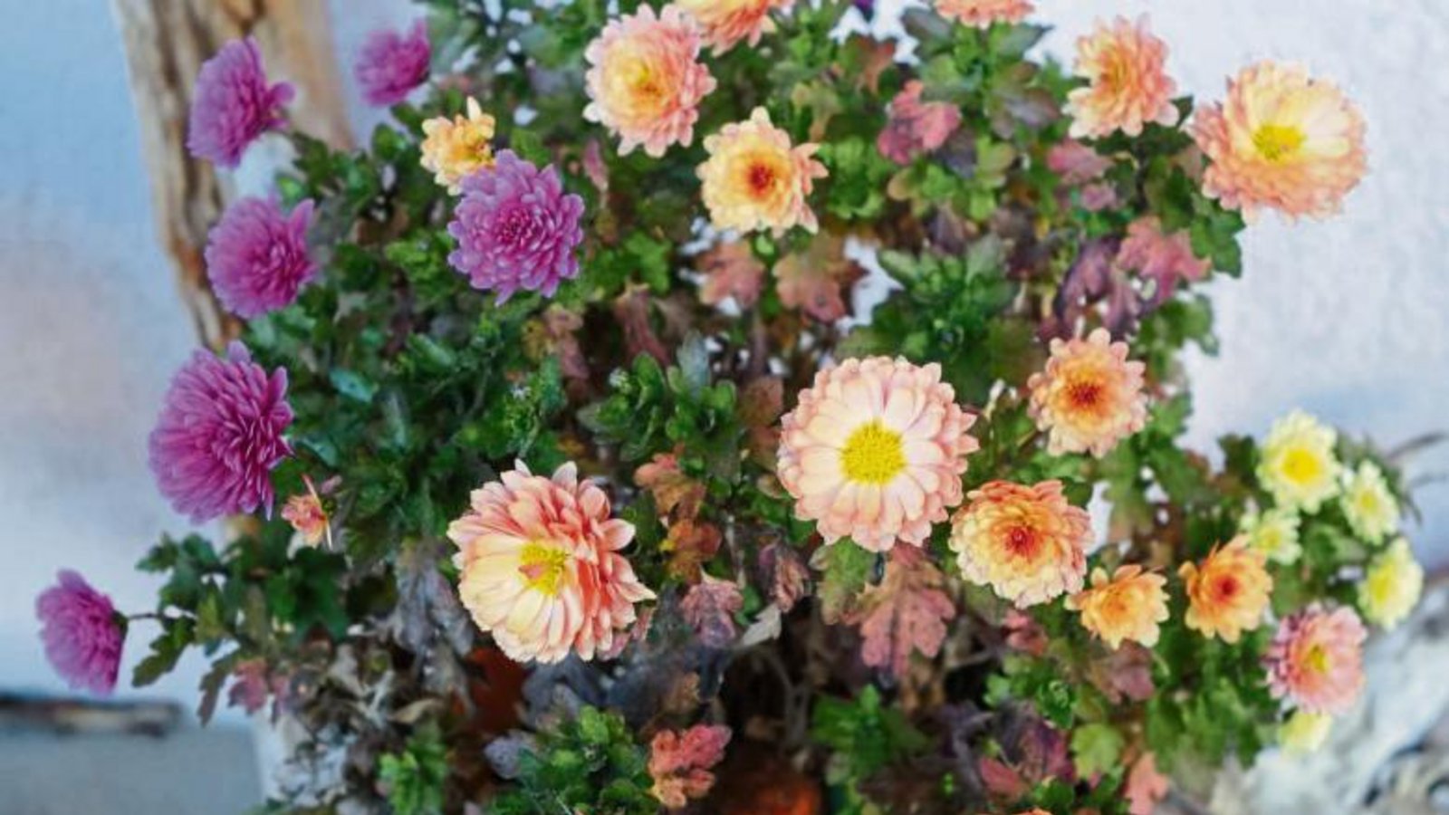 Es ist eine Chrysantheme, bestätigt Gärtnermeister Maurus Senn. Fotos: Rücker Es ist eine Chrysantheme, bestätigt Gärtnermeister Maurus Senn. Fotos: Rücker