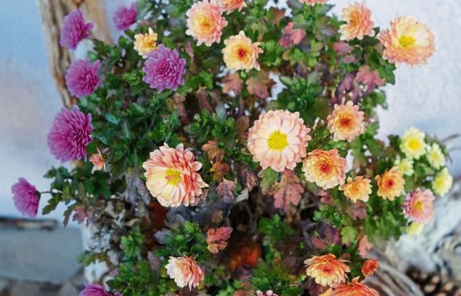 Es ist eine Chrysantheme, bestätigt Gärtnermeister Maurus Senn.  Fotos: Rücker