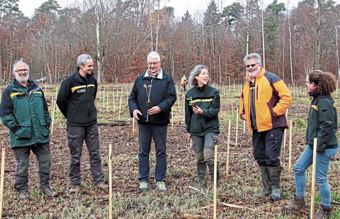 Treffpunkt auf der Versuchsfläche. Von links: Wolfgang Steinacker (ehemaliger Revierförster), Dr. Michael Nill (Leiter Fachbereich Wald beim Landratsamt), Bürgermeister Peter Schäfer, Elke Lenk (FVA), Steffen Frank (Revierförster) und Katharina Obermeier (Försterin im Innendienst). Fotos: Arning