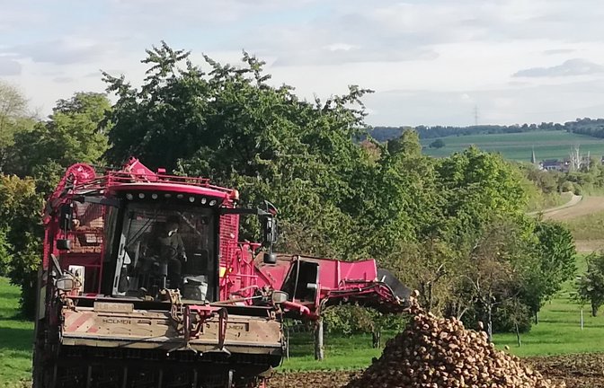 Großgerät im Einsatz: Die Zuckerrübenernte hat begonnen. <span class='image-autor'>Foto: Arning</span>