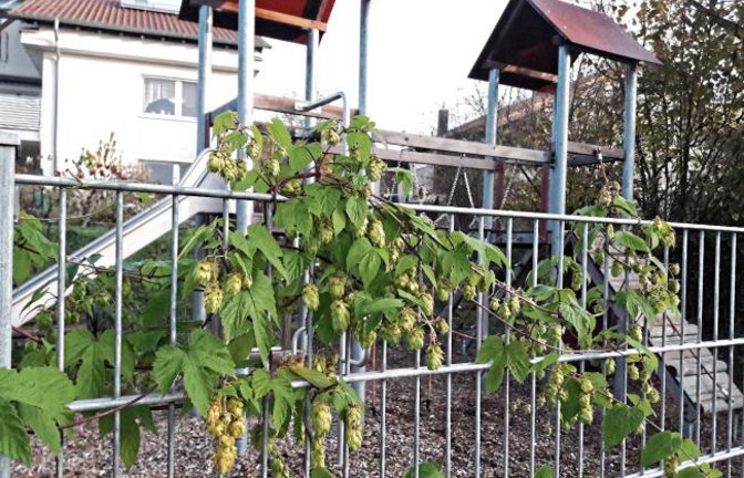 Bald lohnt sich die Hopfenernte am Spielplatzzaun in Aurich.  Foto: Rücker