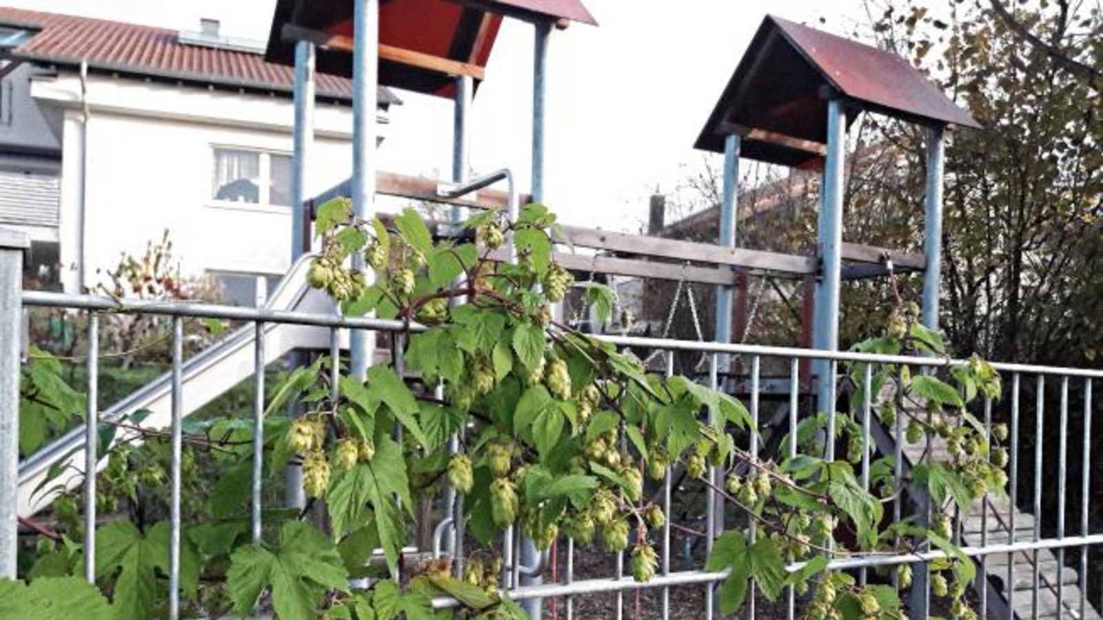 Bald lohnt sich die Hopfenernte am Spielplatzzaun in Aurich.  Foto: Rücker