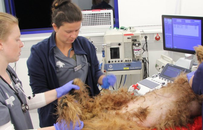 Carina Erath mit ihren Kolleginnen Angela Werner und Svenja Burbott (von links) nehmen an einem Hund eine Ultraschalluntersuchung vor.  <span class='image-autor'>Fotos: Banholzer</span>