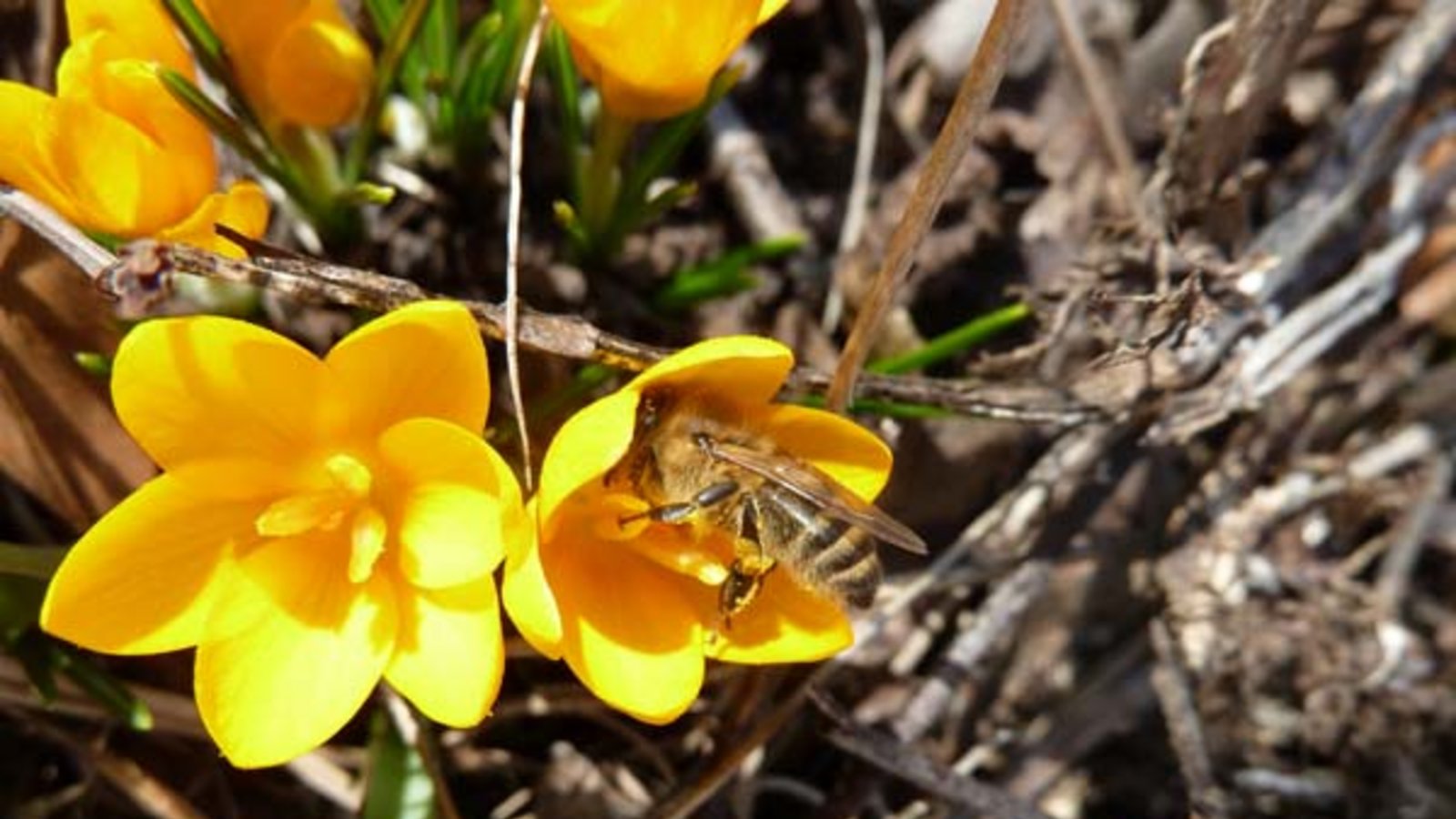 Biene beim Eintauchen in die Krokusblüte. Foto: Rücker Biene beim Eintauchen in die Krokusblüte. Foto: Rücker