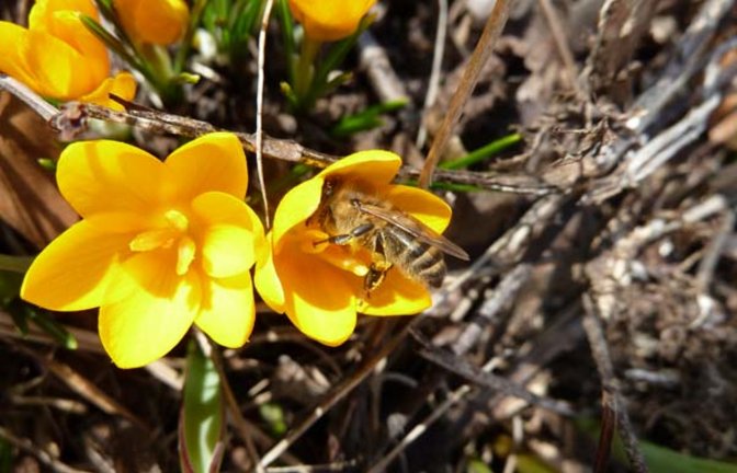 Biene beim Eintauchen in die Krokusblüte. Foto: Rücker