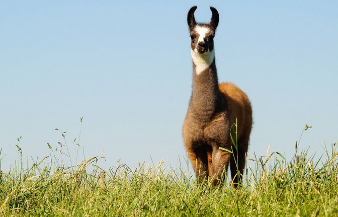 Statt wegzurennen, stellen sich Lamas  einem Angreifer wie dem Wolf – so sollen sie auch Rinderherden schützen. (Symbolbild)<span class='image-autor'>Foto: imago/Countrypixel</span>