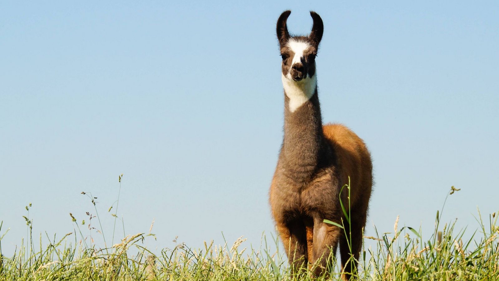 Statt wegzurennen, stellen sich Lamas einem Angreifer wie dem Wolf – so sollen sie auch Rinderherden schützen. (Symbolbild)Foto: imago/Countrypixel Statt wegzurennen, stellen sich Lamas einem Angreifer wie dem Wolf – so sollen sie auch Rinderherden schützen. (Symbolbild)Foto: imago/Countrypixel