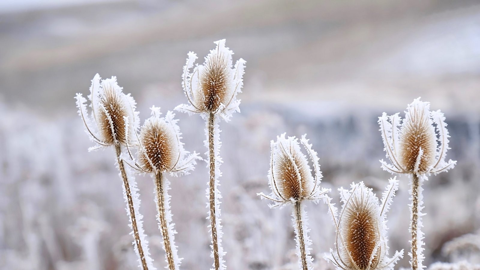 Bringen die Eisheiligen Frost?Foto: Marina Poushkina/Shutterstock Bringen die Eisheiligen Frost?Foto: Marina Poushkina/Shutterstock