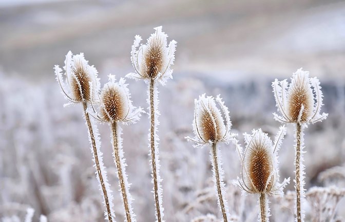 Bringen die Eisheiligen Frost?<span class='image-autor'>Foto: Marina Poushkina/Shutterstock</span>