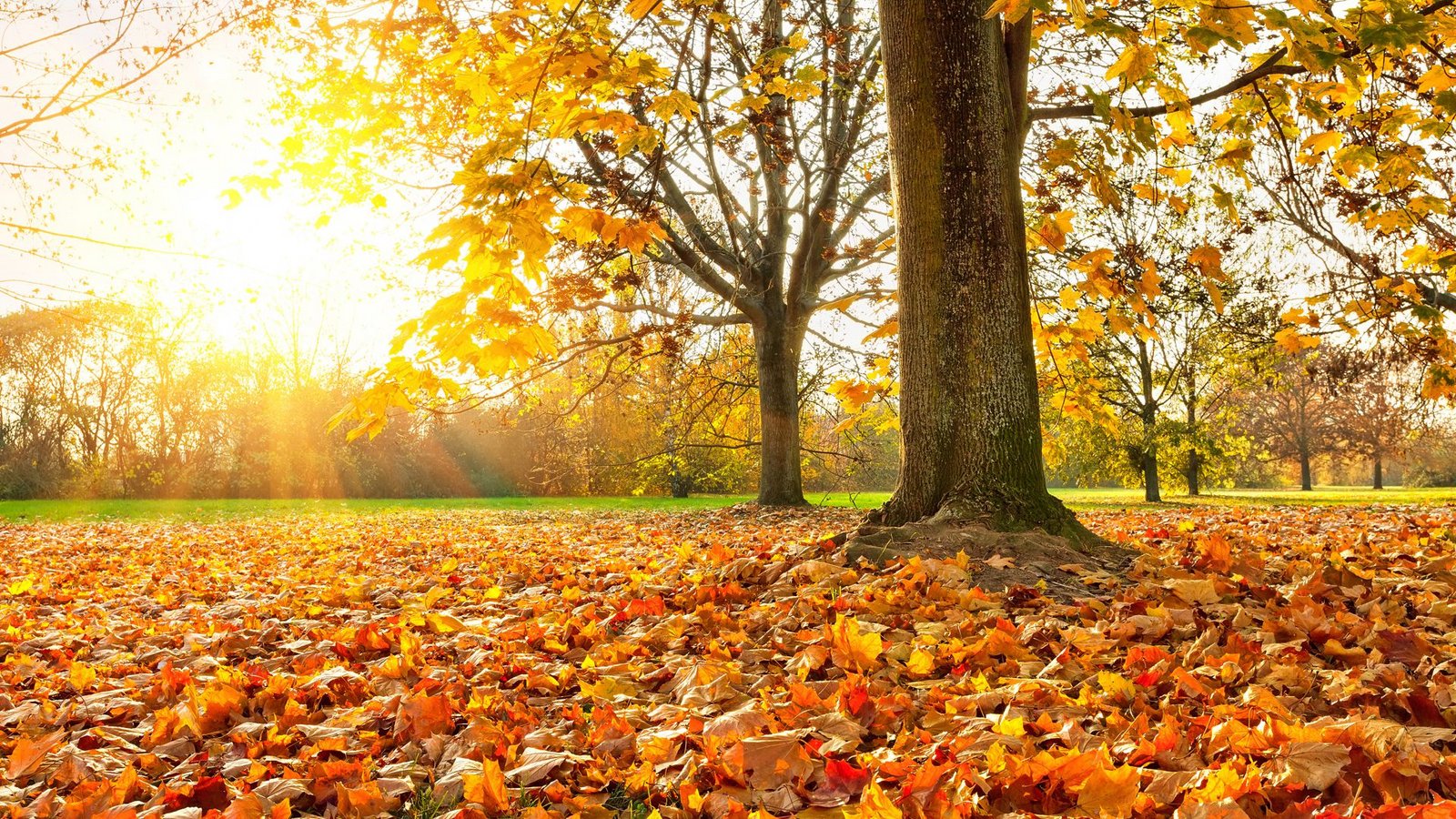 Ob das sommerliche Wetter bis zum Oktober bleibt?Foto: IMAGO/Panthermedia/sborisov via imago-images.de Ob das sommerliche Wetter bis zum Oktober bleibt?Foto: IMAGO/Panthermedia/sborisov via imago-images.de