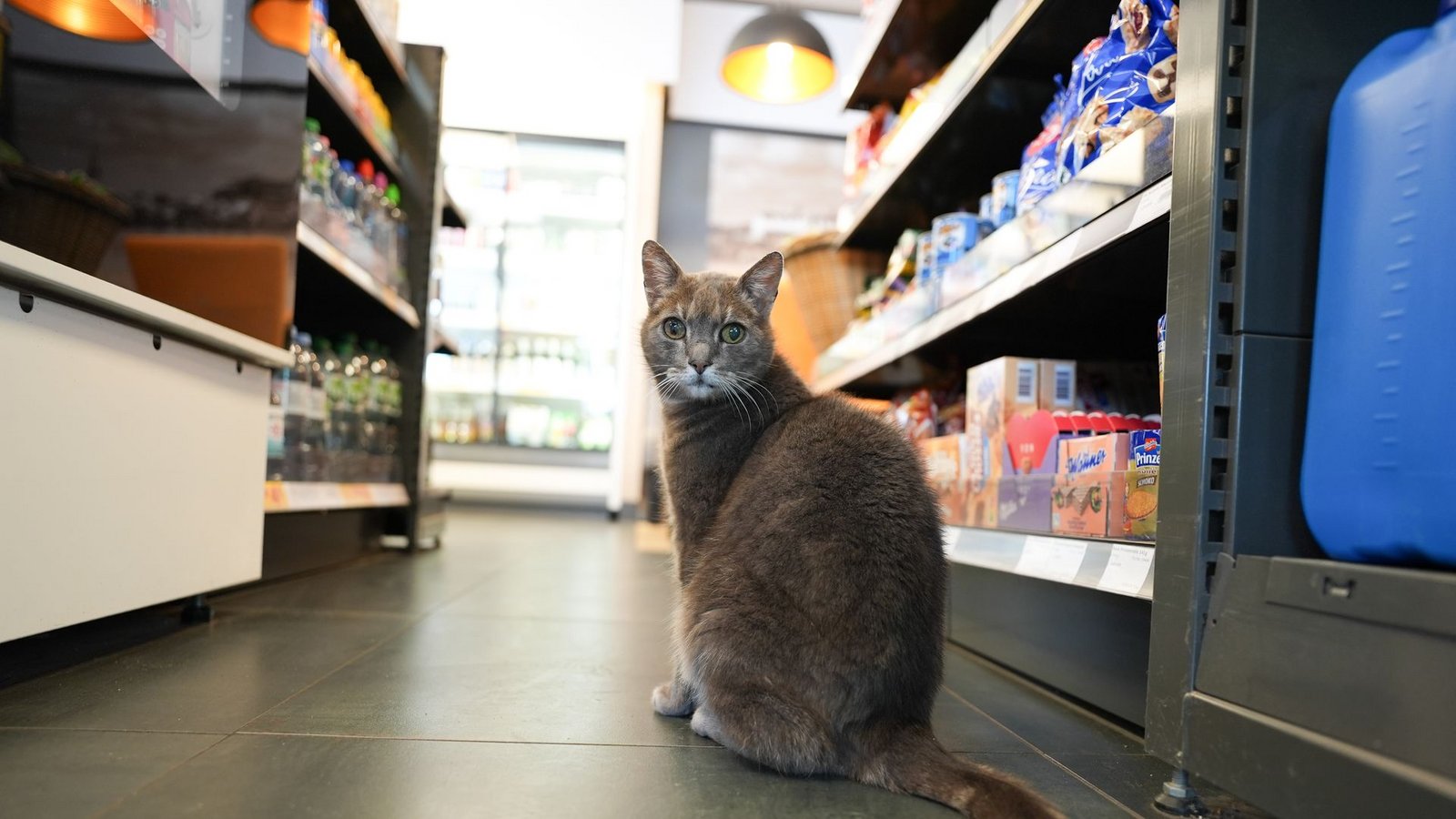 Manchmal kommt Lotti auch zu Besuch in einer Tankstelle um die Ecke vom Baumarkt.Foto: Marcus Brandt/dpa