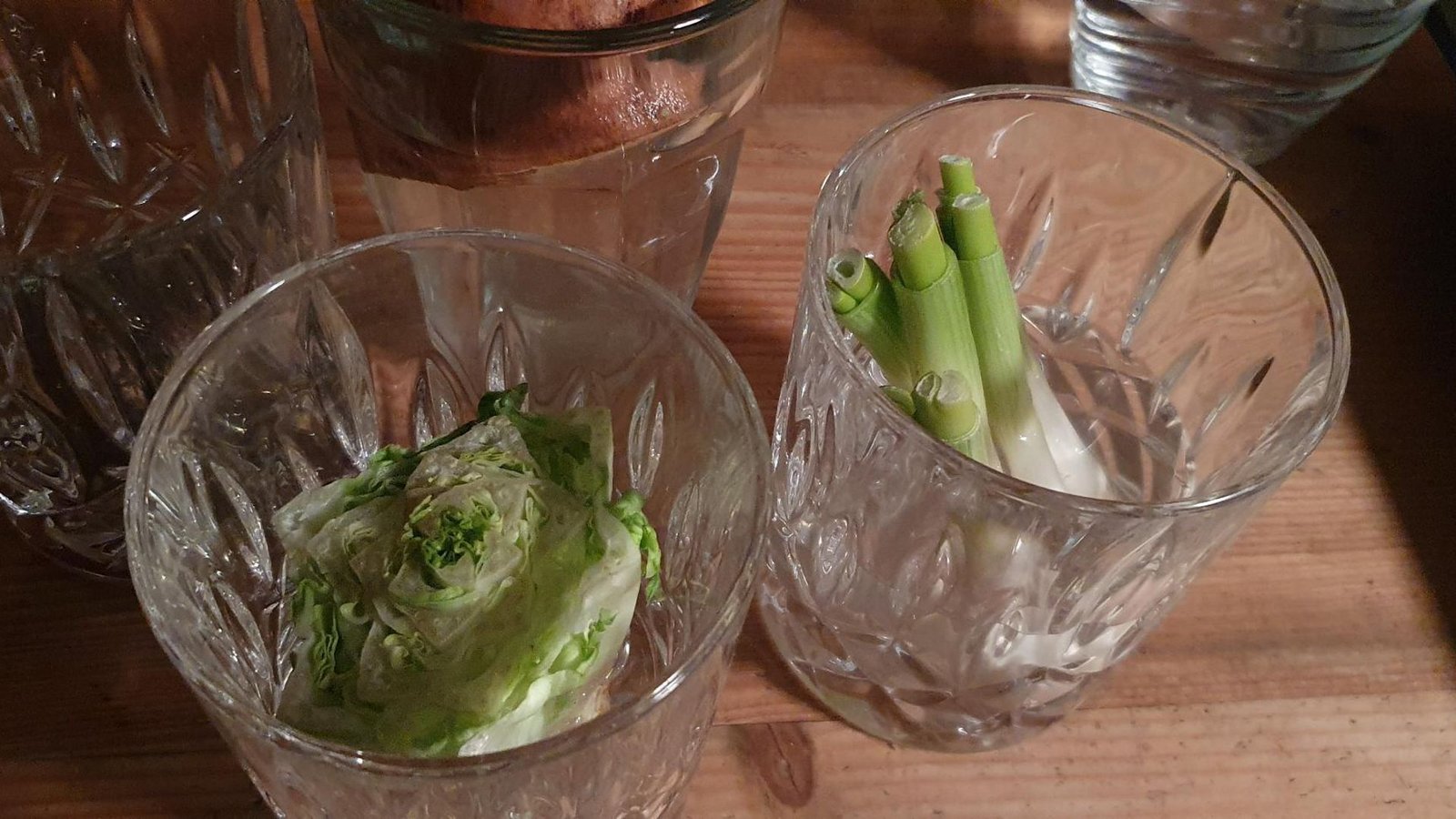 So sahen Salat und Frühlingszwiebeln nach einem Tag im Wasserglas aus.Foto: StZN/Katharina Eisenbarth So sahen Salat und Frühlingszwiebeln nach einem Tag im Wasserglas aus.Foto: StZN/Katharina Eisenbarth