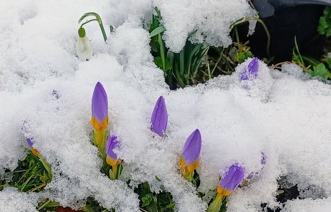 „Hoffentlich kommt noch mehr von der weißen Pracht“, schreibt Clara Spielmann aus Gündelbach zu Schneeglöckchen und Krokus, die dem Schnee trotzen.