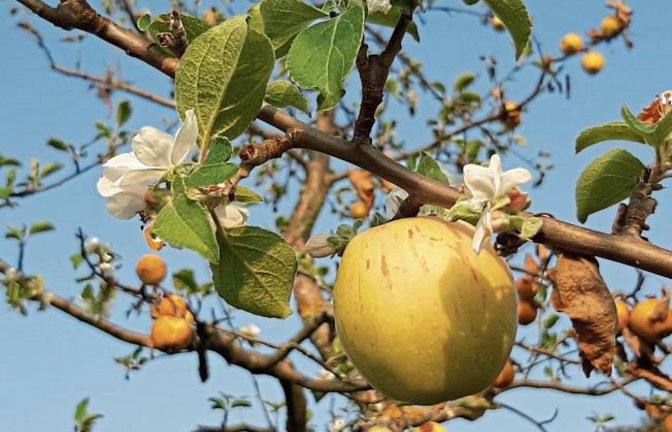 Blühender Apfelbaum mit reifen Äpfeln im September. Foto: Boob