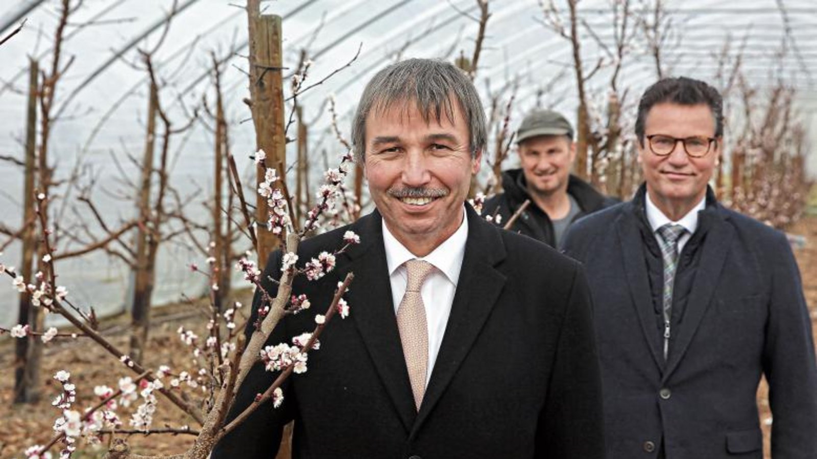 Unter dem schützenden Zeltdach blühen bei Andreas Beck (Mitte) schon die Aprikosenbäume. Konrad Epple (links) und Minister Peter Hauk waren zu Besuch in Eberdingen. Foto: Küppers Unter dem schützenden Zeltdach blühen bei Andreas Beck (Mitte) schon die Aprikosenbäume. Konrad Epple (links) und Minister Peter Hauk waren zu Besuch in Eberdingen. Foto: Küppers