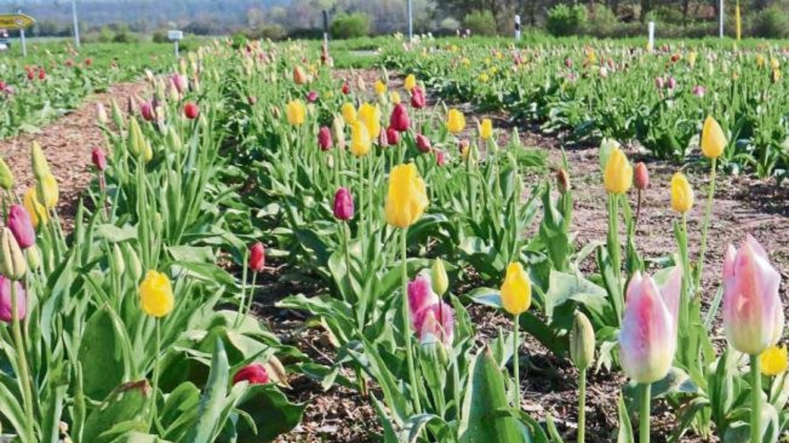 Was mein Mund nicht sagen kann, sagen Tulpen aus ... Kleinglattbach.  Foto: Rücker