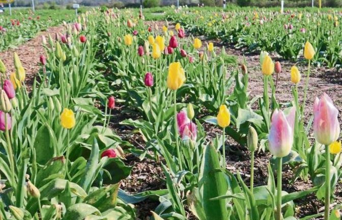 Was mein Mund nicht sagen kann, sagen Tulpen aus ... Kleinglattbach.  Foto: Rücker