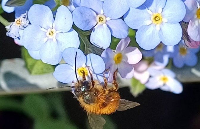 Wohl eine Mai-Langhornbiene an den Blümchen vorm Vaihinger Rathaus. Foto: Rücker