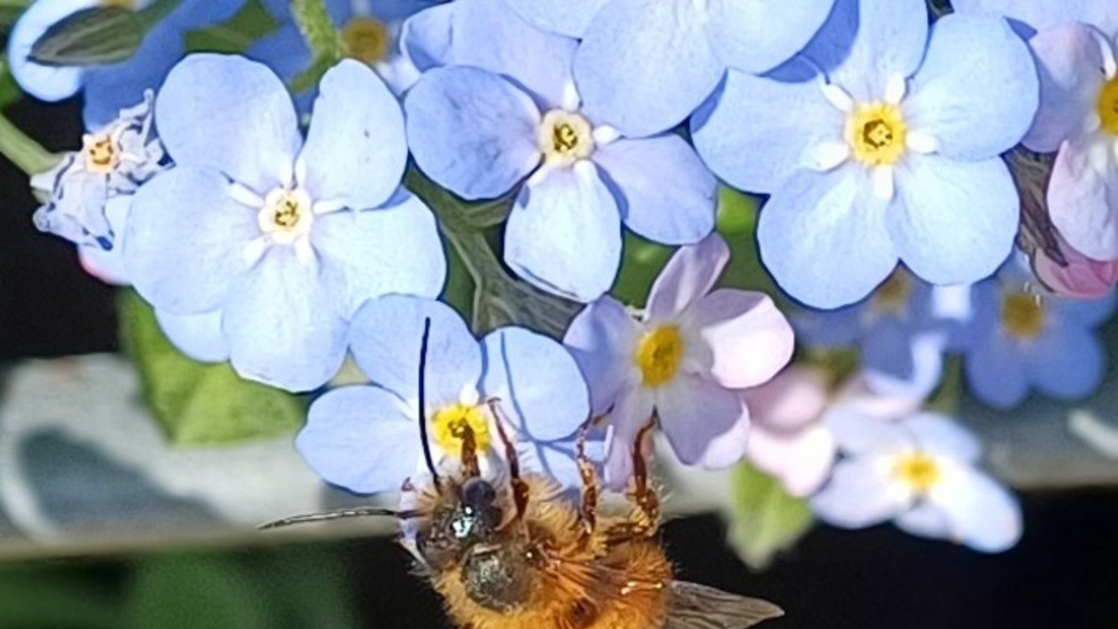 Wohl eine Mai-Langhornbiene an den Blümchen vorm Vaihinger Rathaus. Foto: Rücker