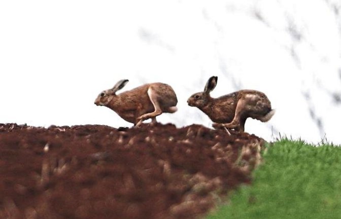Nun haben sich die letzten Osterhasen vom Acker gemacht. Foto: Krebs