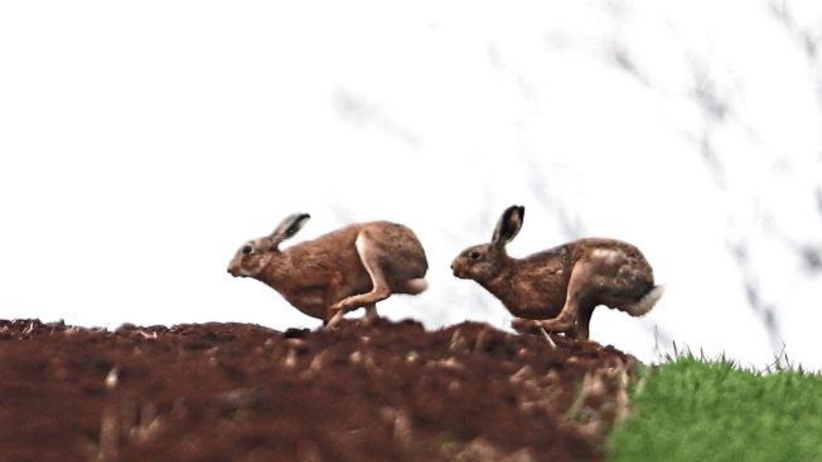 Nun haben sich die letzten Osterhasen vom Acker gemacht. Foto: Krebs