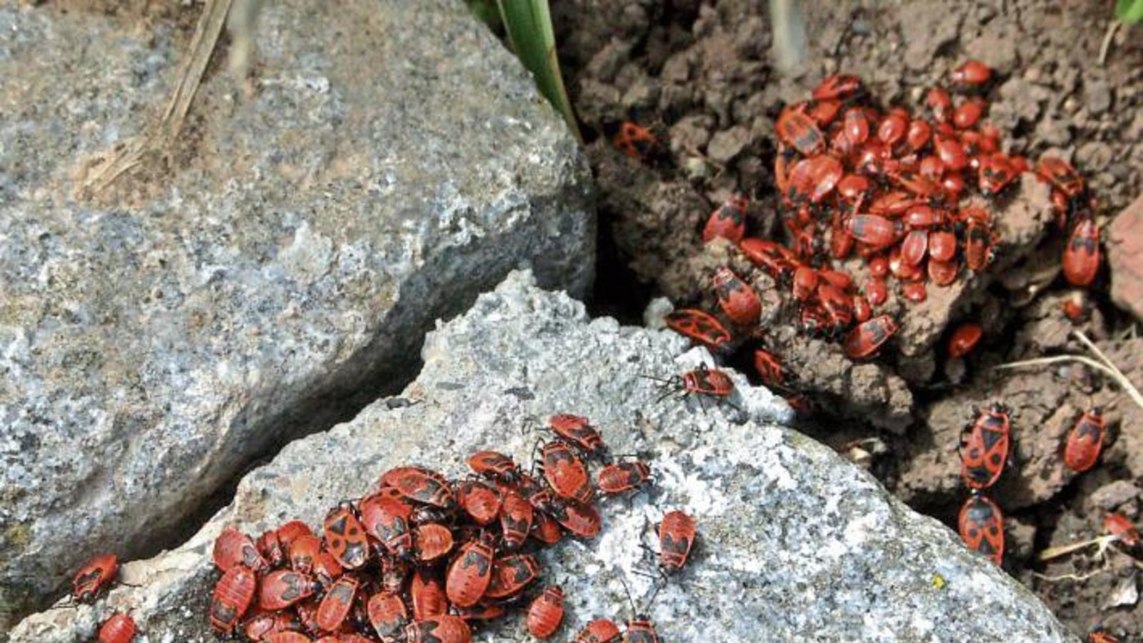 Nach einem Regenguss erwärmt sich ein ganzer Pulk von roten Feuerwanzen im Garten von Roland Schneider aus Ensingen in der Sonne.