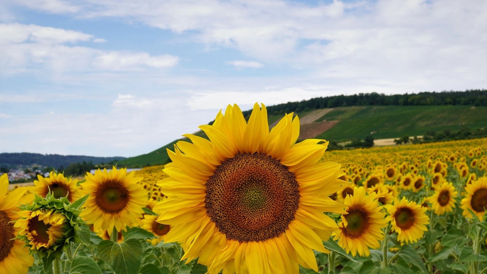 Sonnenblumenfeld mit Blick auf den Gündelbacher Wachtkopf.  Foto: Thalhäuser