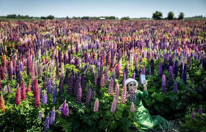 Lupinen geben nicht nur ein beliebtes Fotomotiv ab, sie machen sich auch gut im Joghurt<span class='image-autor'>Foto: imago/Mads Claus Rasmussen</span>
