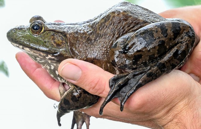 Der Ochsenfrosch gehört zu den größten Amphibienarten weltweit. Im Südwesten breitet er sich vor allem in der Rheinebene aus.<span class='image-autor'>Foto: dpa/Uli Deck</span>