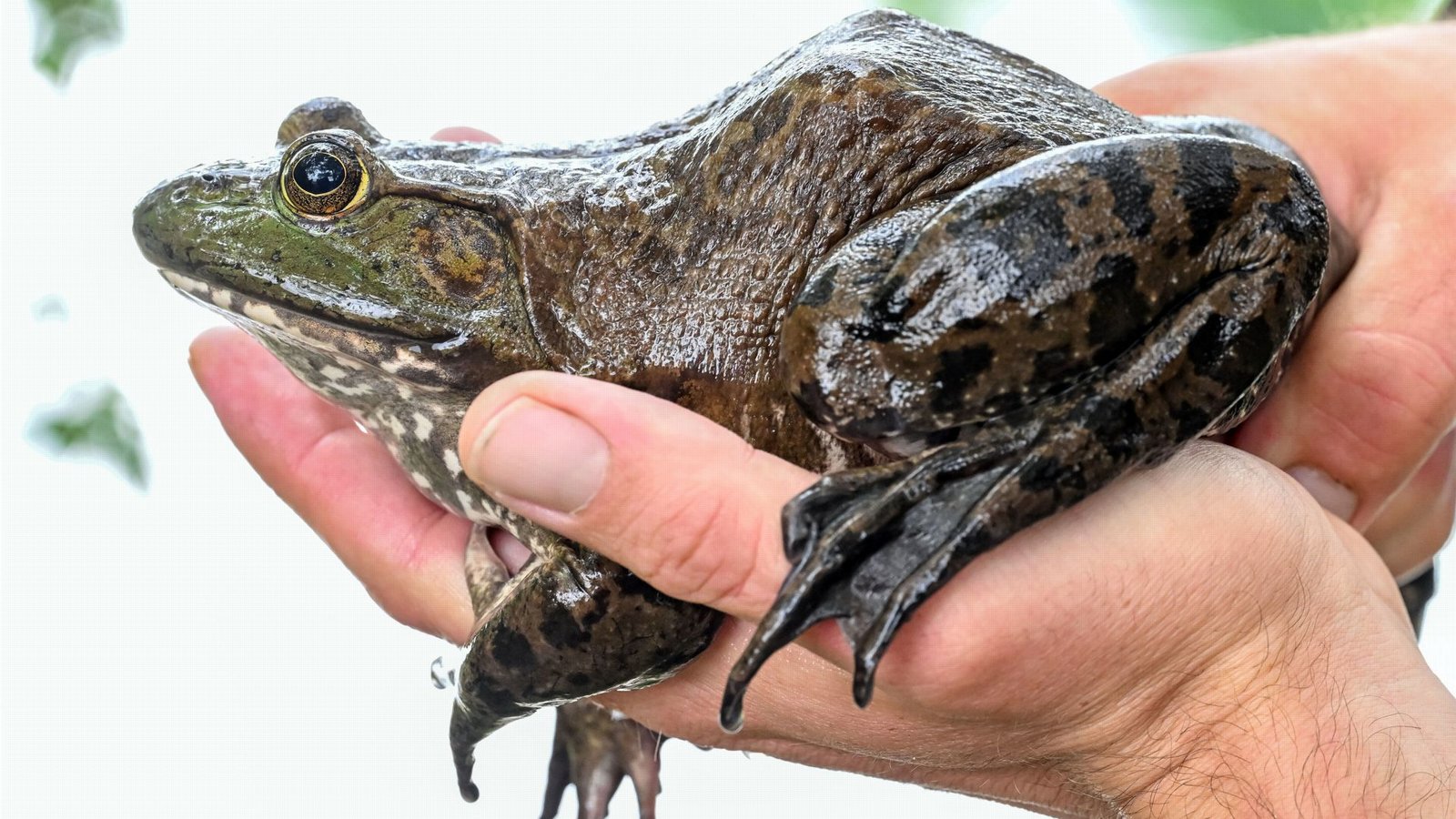 Der Ochsenfrosch gehört zu den größten Amphibienarten weltweit. Im Südwesten breitet er sich vor allem in der Rheinebene aus.Foto: dpa/Uli Deck