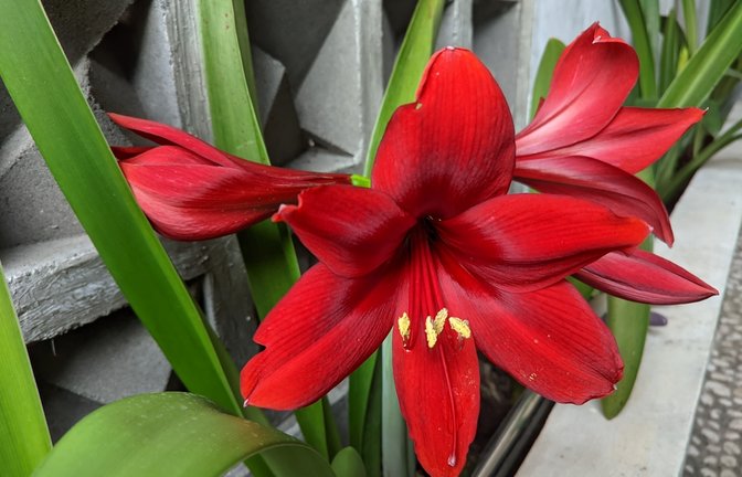 Umgeknickter Blätter der Amaryllis oder des Rittersterns sind keine Seltenheit. Das sind die häufigsten Gründe.<span class='image-autor'>Foto: Wong Gunkid / Shutterstock.com</span>