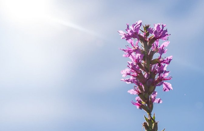 Ein Gewöhnlicher Blutweiderich blüht am Rheinufer im Sonnenschein. Der Sommer ist in Baden-Württemberg noch nicht ganz vorbei.<span class='image-autor'>Benjamin Westhoff/dpa</span>