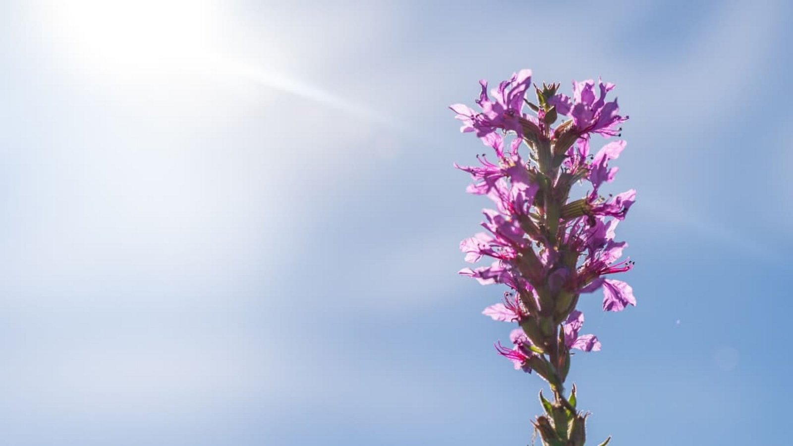 Ein Gewöhnlicher Blutweiderich blüht am Rheinufer im Sonnenschein. Der Sommer ist in Baden-Württemberg noch nicht ganz vorbei.Benjamin Westhoff/dpa Ein Gewöhnlicher Blutweiderich blüht am Rheinufer im Sonnenschein. Der Sommer ist in Baden-Württemberg noch nicht ganz vorbei.Benjamin Westhoff/dpa