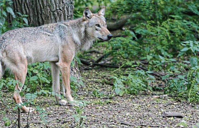 Ein Wolf ähnlich diesem Exemplar im obigen Foto hat die Sersheimer Ziege gerissen.  Foto: Böcker