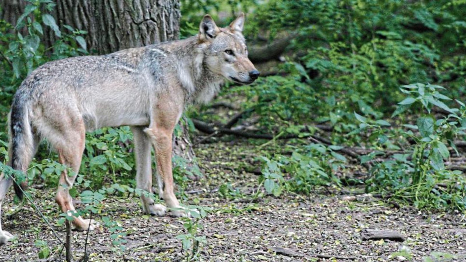 Ein Wolf ähnlich diesem Exemplar im obigen Foto hat die Sersheimer Ziege gerissen. Foto: Böcker Ein Wolf ähnlich diesem Exemplar im obigen Foto hat die Sersheimer Ziege gerissen. Foto: Böcker