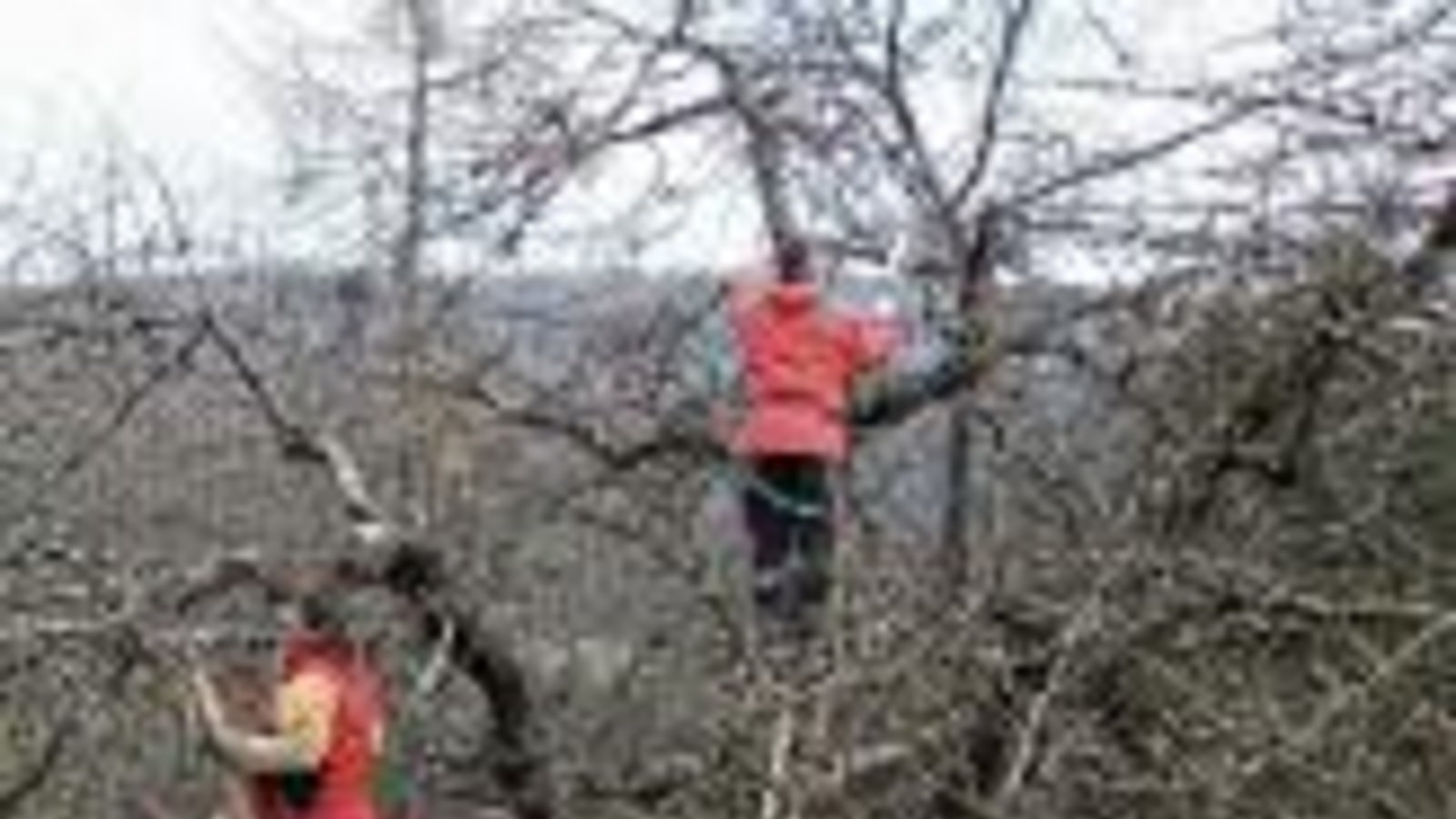 Vor Ort wird Wissen für die Gehölzpflege vermittelt. Foto: LE Vor Ort wird Wissen für die Gehölzpflege vermittelt. Foto: LE