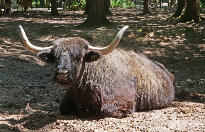 Das schottische Hochlandrind ist vor allem bei Kindern beliebt. Bei der Fütterung kennen die Tiere alle Tricks. <span class='image-autor'>Foto: Friedrich</span>