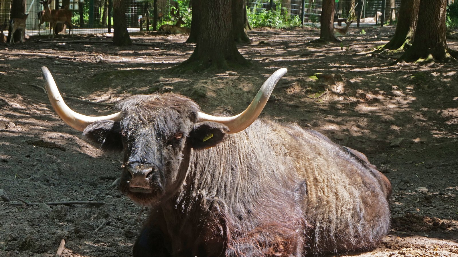 Das schottische Hochlandrind ist vor allem bei Kindern beliebt. Bei der Fütterung kennen die Tiere alle Tricks. Foto: Friedrich Das schottische Hochlandrind ist vor allem bei Kindern beliebt. Bei der Fütterung kennen die Tiere alle Tricks. Foto: Friedrich