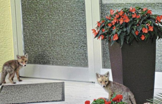 „Unsere ‚Nachbarskinder‘ werden so langsam flügge und erkunden ihre Umgebung“, schrieb uns Edeltraud Karok aus Nussdorf schon vor einigen Tagen zu diesem Foto. Der Fuchsbau sei nur sieben Meter entfernt hinter eine Hecke. Aufgrund der Staupe sei Vorsicht geboten – auch wenn sie so niedlich aussehen. „Und trotzdem ist es schön zu sehen, dass bei uns die Natur noch teilweise in Ordnung ist. Ich habe mich bei dem Anblick jedenfalls sehr gefreut“, lässt die Nussdorferin wissen.
