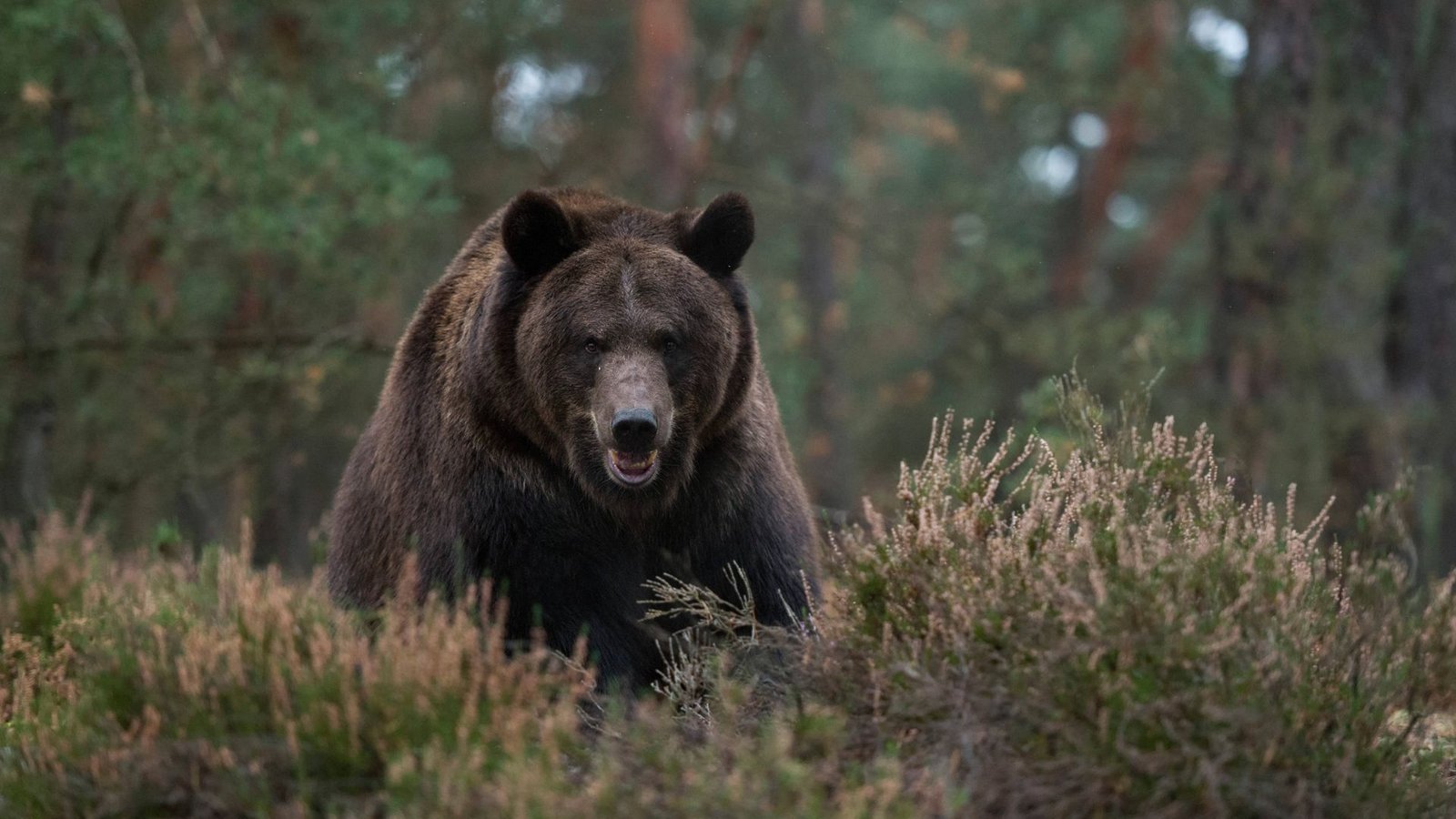 Auf einer Wanderroute am Berg Rausu in Japan attackiert ein Braunbär einen Mann und zieht ihn in einen Wald. (Symbolbild)Foto: IMAGO/R. Kistowski/wunderbare-Erde/IMAGO/Ralf Kistowski Auf einer Wanderroute am Berg Rausu in Japan attackiert ein Braunbär einen Mann und zieht ihn in einen Wald. (Symbolbild)Foto: IMAGO/R. Kistowski/wunderbare-Erde/IMAGO/Ralf Kistowski